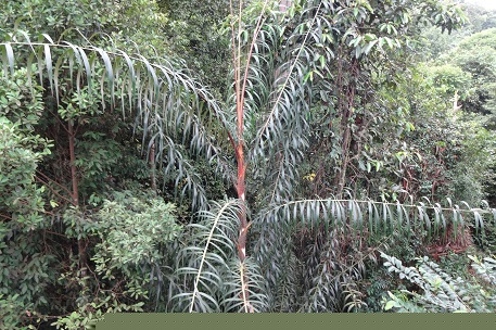 Plectocomia elongata — DSC05800 (13)