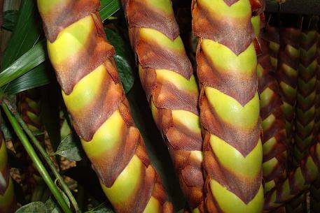 Plectocomia elongata — DSC05877 (08)