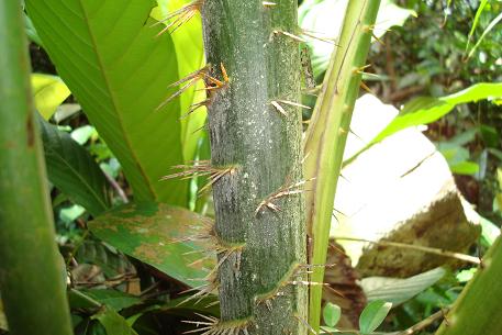 Plectocomia elongata — DSC05893 (08)