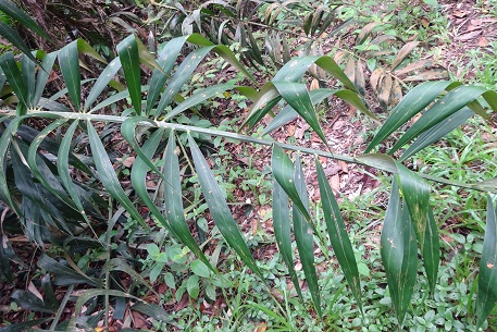 Plectocomia elongata — DSC07406 (15)