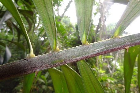 Plectocomia elongata — DSC07411 (15)