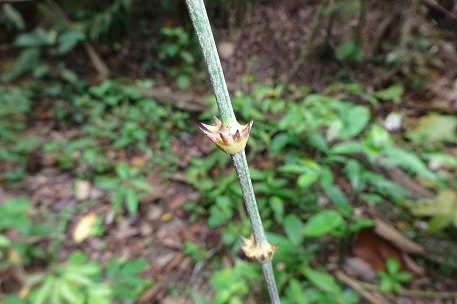 Plectocomia elongata — DSC07414 (15)