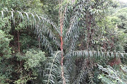 Plectocomia elongata — Pic