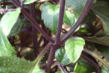 Plectranthus 'Mona Lavender' — DSC00667 (09)