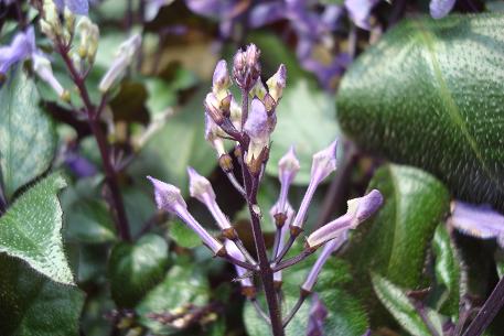 Plectranthus 'Mona Lavender' — DSC00670 (09)