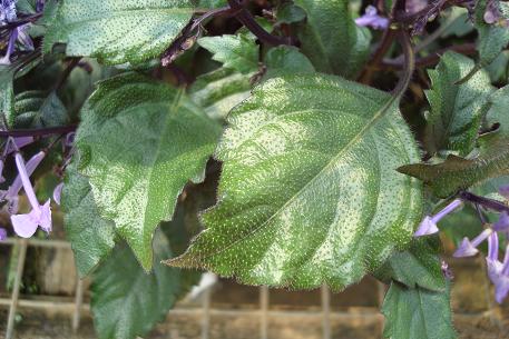 Plectranthus 'Mona Lavender' — DSC00671 (09)