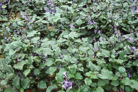 Plectranthus 'Mona Lavender' — DSC01068 (09)