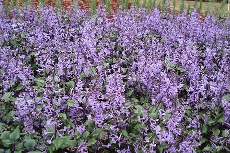 Plectranthus 'Mona Lavender' — DSC01069 (09)