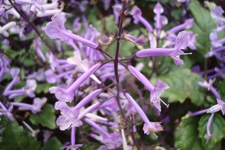 Plectranthus 'Mona Lavender' — DSC01071 (09)