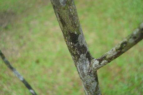 DSC03502 (10)