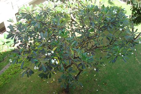 Plumeria obtusa — DSC02071 (08)