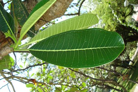 Plumeria obtusa — DSC04240 (09)