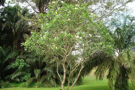 Plumeria obtusa — DSC07374 (08)