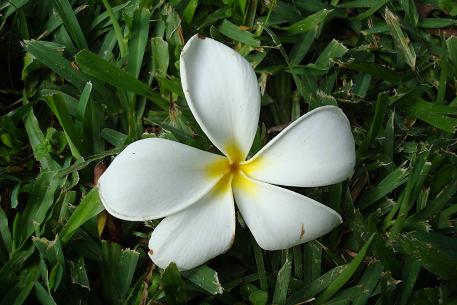 Plumeria obtusa — DSC07375 (08)