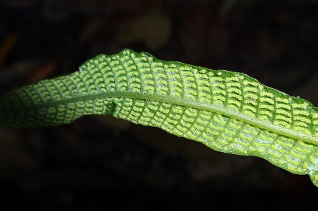 Pronephrium triphyllum — DSC02354 (13)