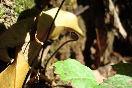 Pronephrium triphyllum — DSC03663 (08)
