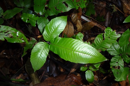 Pronephrium triphyllum — DSC04667 (13)