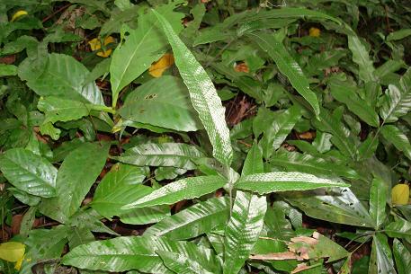 Pronephrium triphyllum — DSC06121 (09)