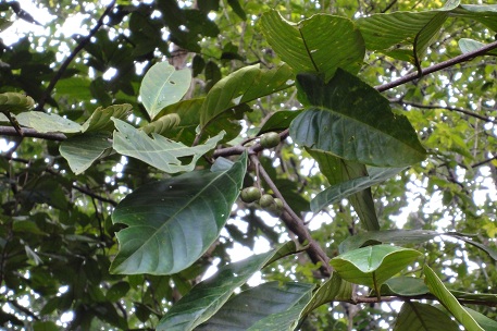 DSC00586 (10)