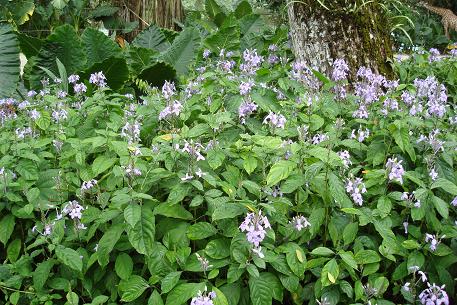Pseuderanthemum andersonii — DSC03482 (09)