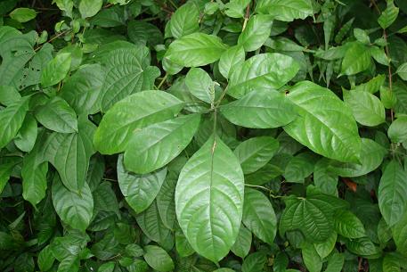 Pseuderanthemum andersonii — DSC09487 (09)