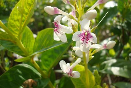 Pseuderanthemum carruthersii — DSC02812 (09)