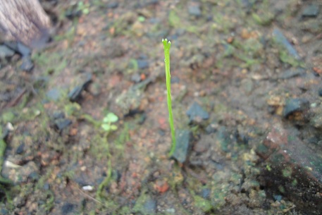 Psilotum nudum — DSC02568 (11)