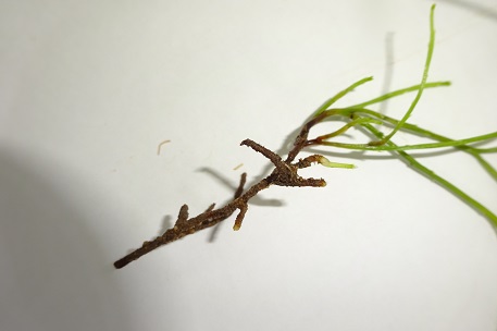 Psilotum nudum — DSC05856 (15)