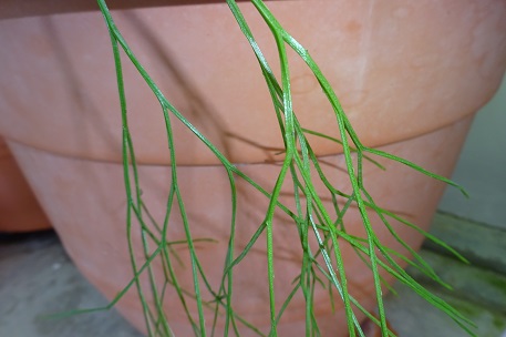 Psilotum nudum — DSC05863 (15)