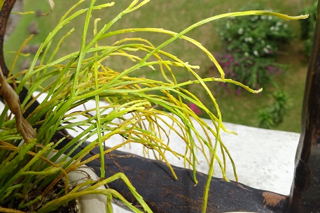 Psilotum nudum — DSC05869 (15)