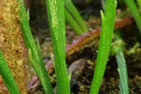 Psilotum nudum — DSC05871 (15)