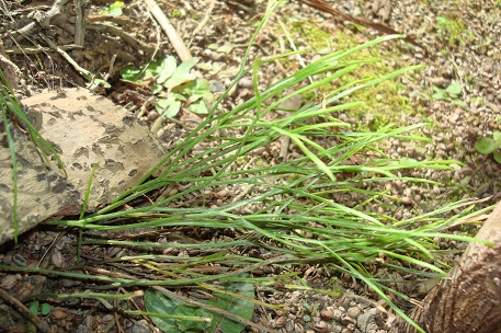 Psilotum nudum — DSC07184 (10)