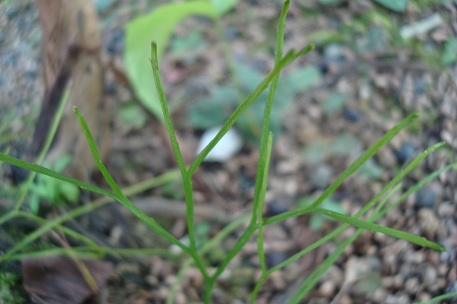 Psilotum nudum — DSC07188 (10)