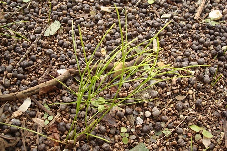 Psilotum nudum — DSC07198 (10)