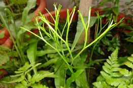 Psilotum nudum — Pic