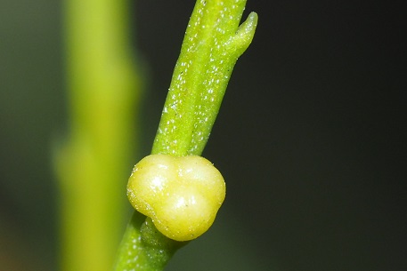 Psilotum nudum — PA210008 (17)