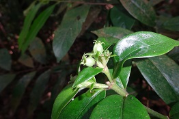 Psychotria maingayi — Pic