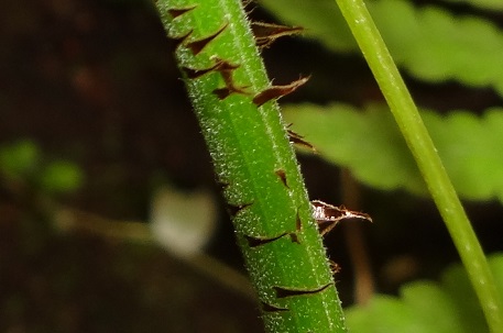 Pteris biaurita — DSC09379 (13)