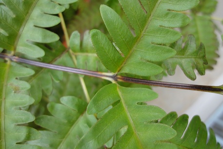 Pteris biaurita — DSC09690 (11)