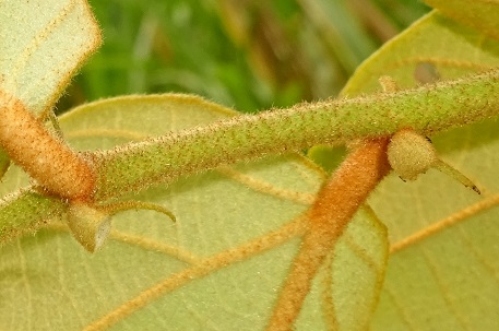 Pterospermum javanicum — DSC09860 (14)