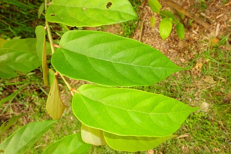Pterospermum javanicum — DSC09874 (14)