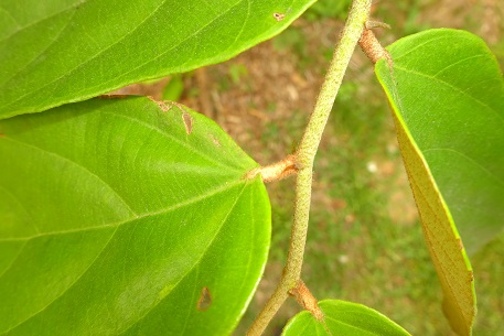 Pterospermum javanicum — DSC09876 (14)