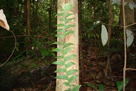 Rhaphidophora korthalsii — DSC00027 (07)