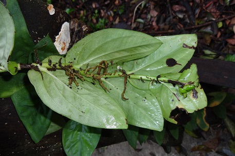 Rhaphidophora korthalsii — DSC00081 (14)