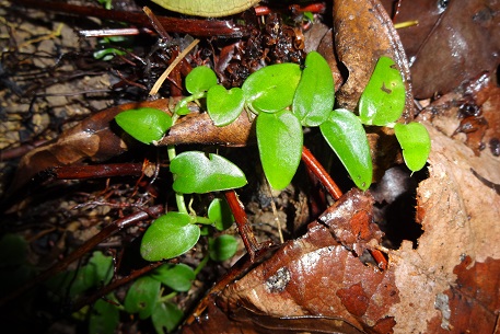 Rhaphidophora korthalsii — DSC00109 (14)