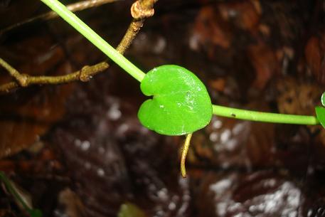 Rhaphidophora korthalsii — DSC03109 (10)