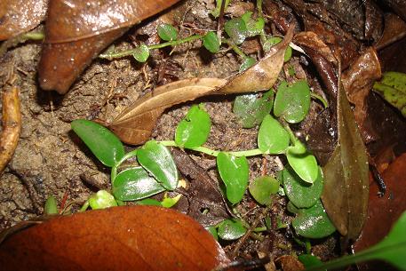 Rhaphidophora korthalsii — DSC03112 (10)