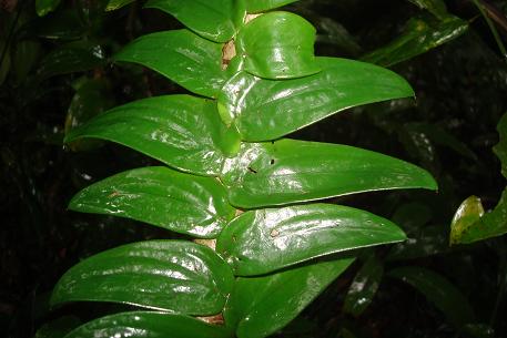 Rhaphidophora korthalsii — DSC03113 (10)