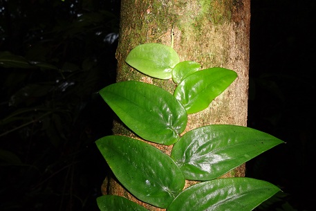 Rhaphidophora korthalsii — DSC04270 (12)