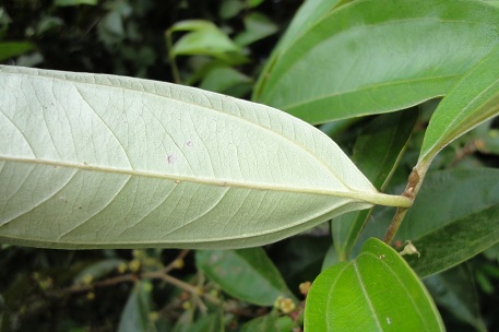 Rhodamnia cinerea — DSC00658 (10)